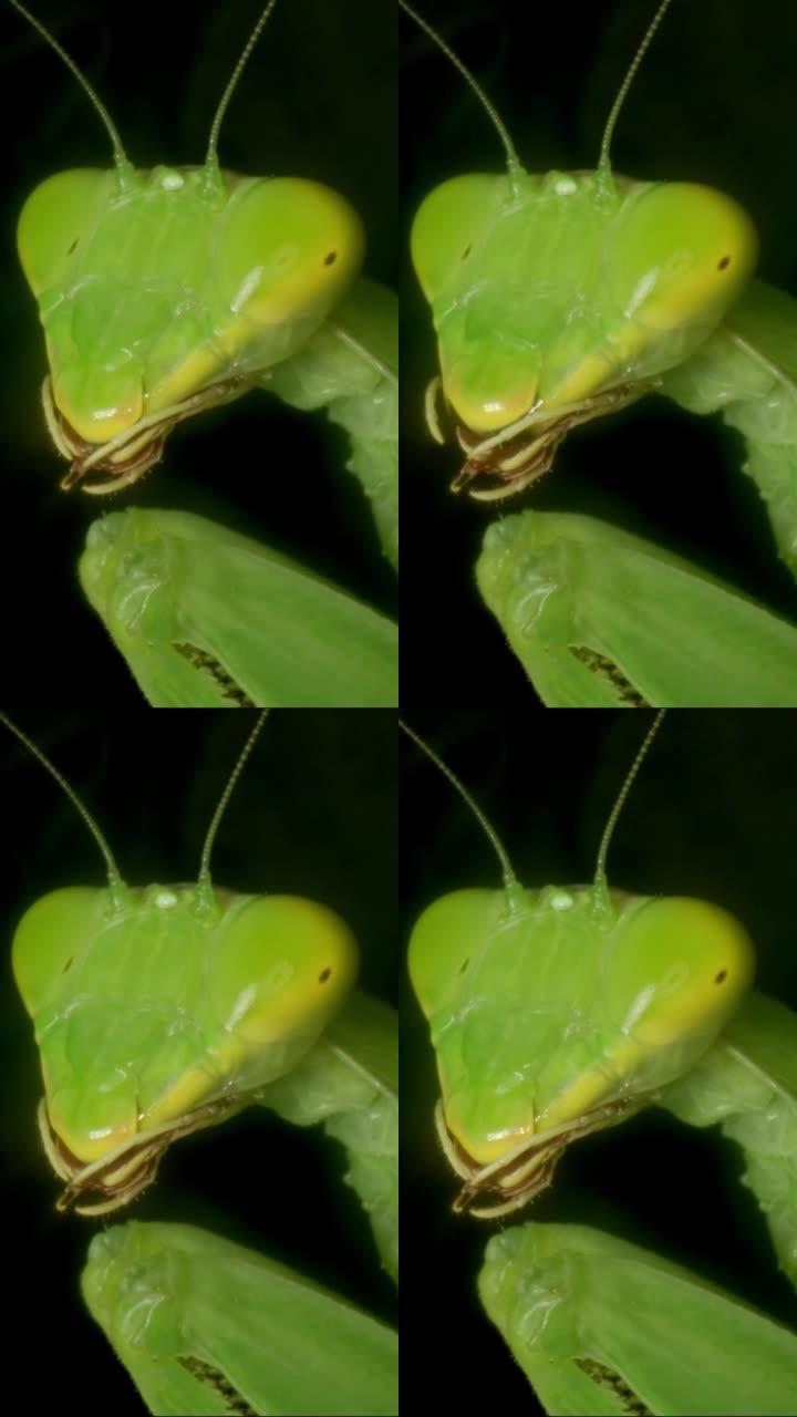 垂直视频: 大型绿色螳螂的极端特写肖像。螳螂昆虫的特写