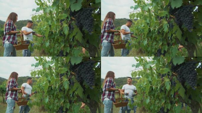 葡萄酒酿造故事的葡萄收获: 托斯卡纳的意大利文德米亚