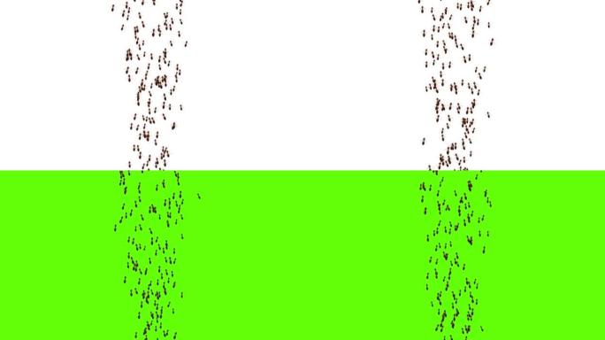 蚂蚁昆虫在绿色屏幕循环背景上在白色上行走。