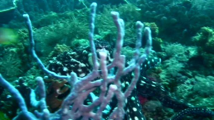 被雀鲷攻击的礁章鱼 (章鱼Cyanea)