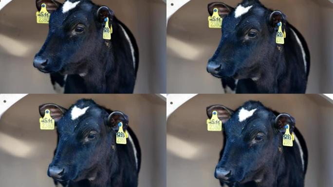 特写黑白小牛犊站在钢笔里，朝不同的方向看
奶牛养殖