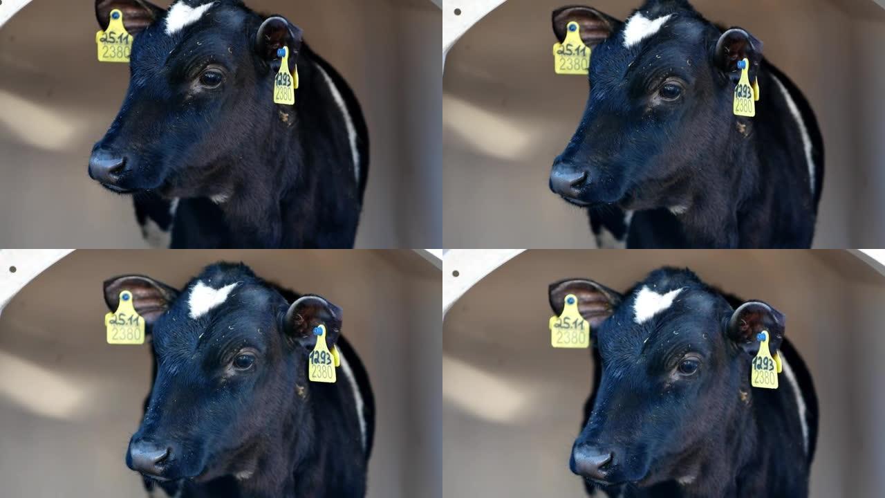 特写黑白小牛犊站在钢笔里，朝不同的方向看
奶牛养殖