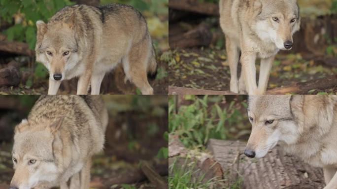 狼 (Canis lupus)，也称为灰狼，是犬科最大的现存成员。狼是狗家族中最大的野生成员。