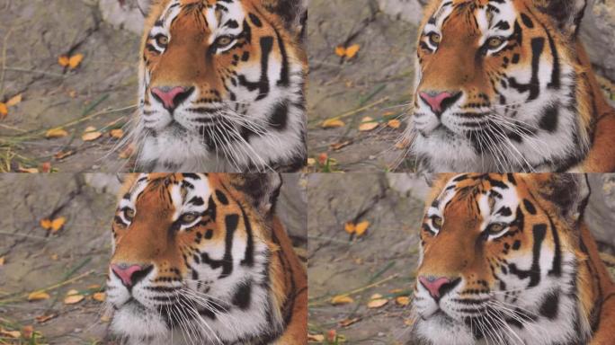 西伯利亚虎特写。根据观察到个体的地区，西伯利亚虎也被称为东北虎，满洲虎，朝鲜虎和乌苏里虎。