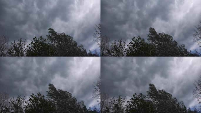 在即将来临的暴风雨和乌云在天空中向前移动时，树木的山峰被风移动的广角视图