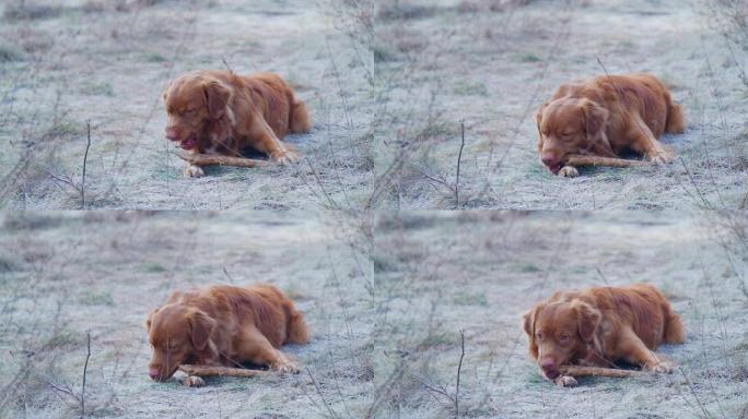 快乐，新斯科舍省鸭子收费猎犬追逐棍子。冬季散步