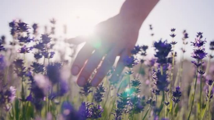 柔和的大自然。享受精致薰衣草花的女人。相机跟随手