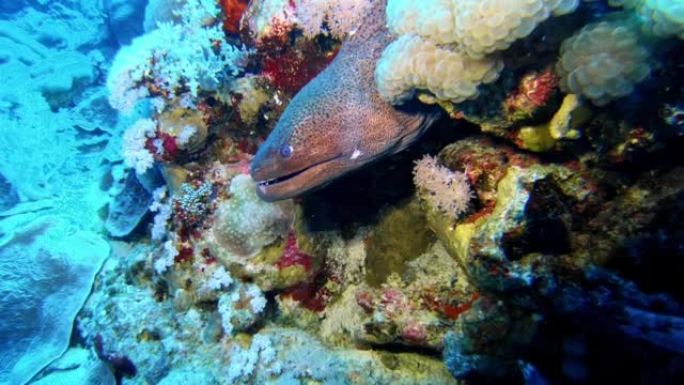 海鳗藏在珊瑚礁中的水下镜头