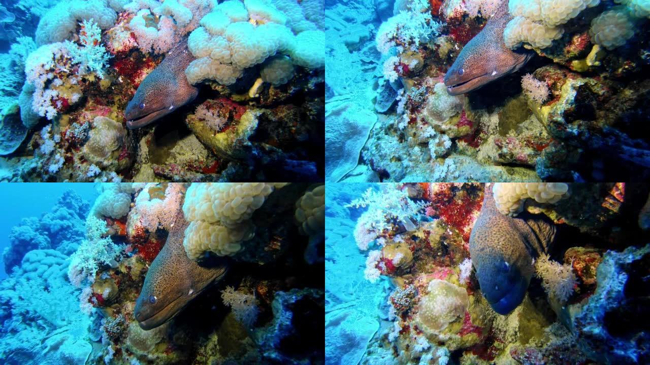 海鳗藏在珊瑚礁中的水下镜头