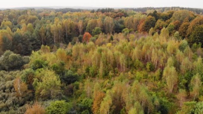 空中无人机视图秋天色彩明亮多彩的树木从上面。鸟瞰图秋天森林波兰景观空中全景，秋天在美丽的偏远森林公园