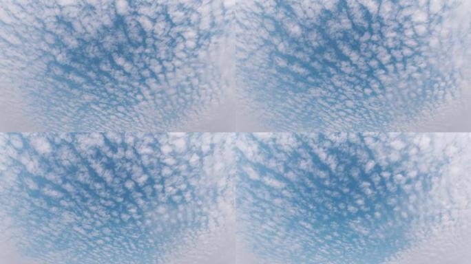 滚动浮肿云移动的时间流逝，高积云跨lucidus云的时间流逝。云看起来像鳞片在蓝天上奔跑。蓝天背景白