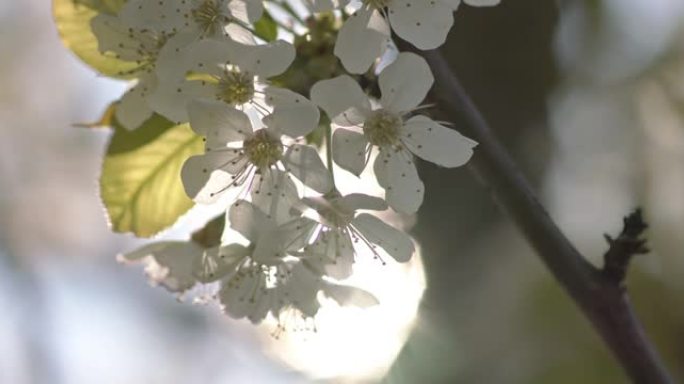 樱花在风中摇曳的特写镜头。果园的春天