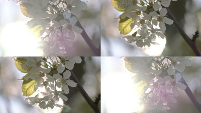樱花在风中摇曳的特写镜头。果园的春天