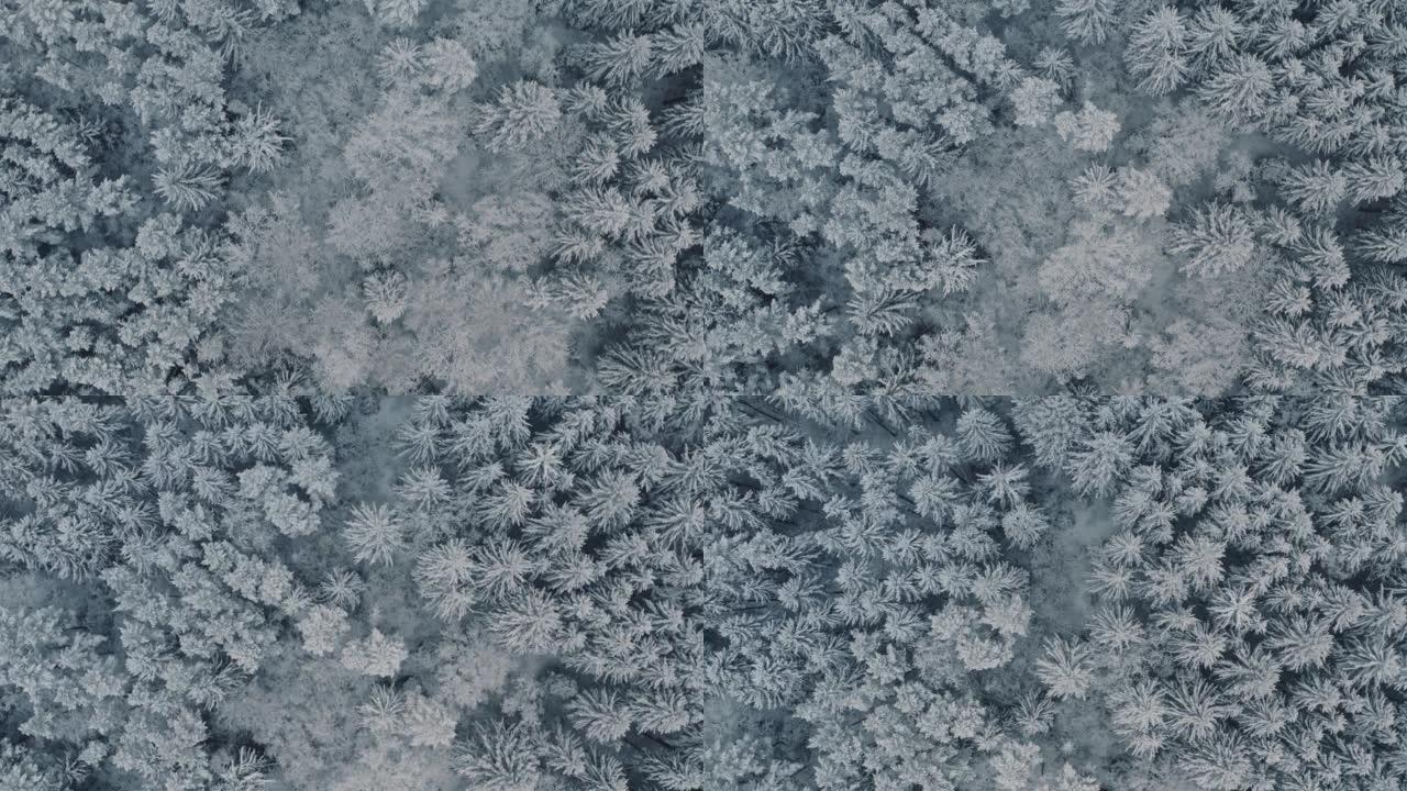 鸟瞰冰雪覆盖的云杉和松树的冰冻森林。俯视图立交桥美丽的冬季林地。冰冻的树梢，顶视图相机飞过白雪皑皑的