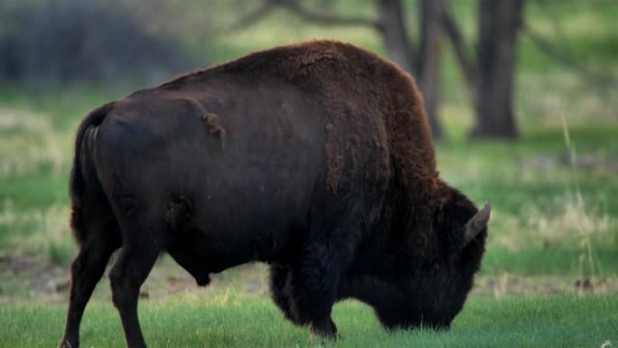 放牧野牛: 黄石国家公园: 拉马尔谷