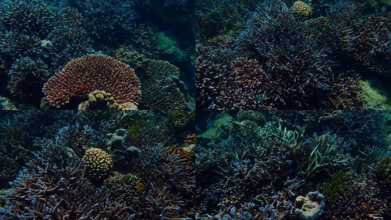 关闭彩色珊瑚水下景观