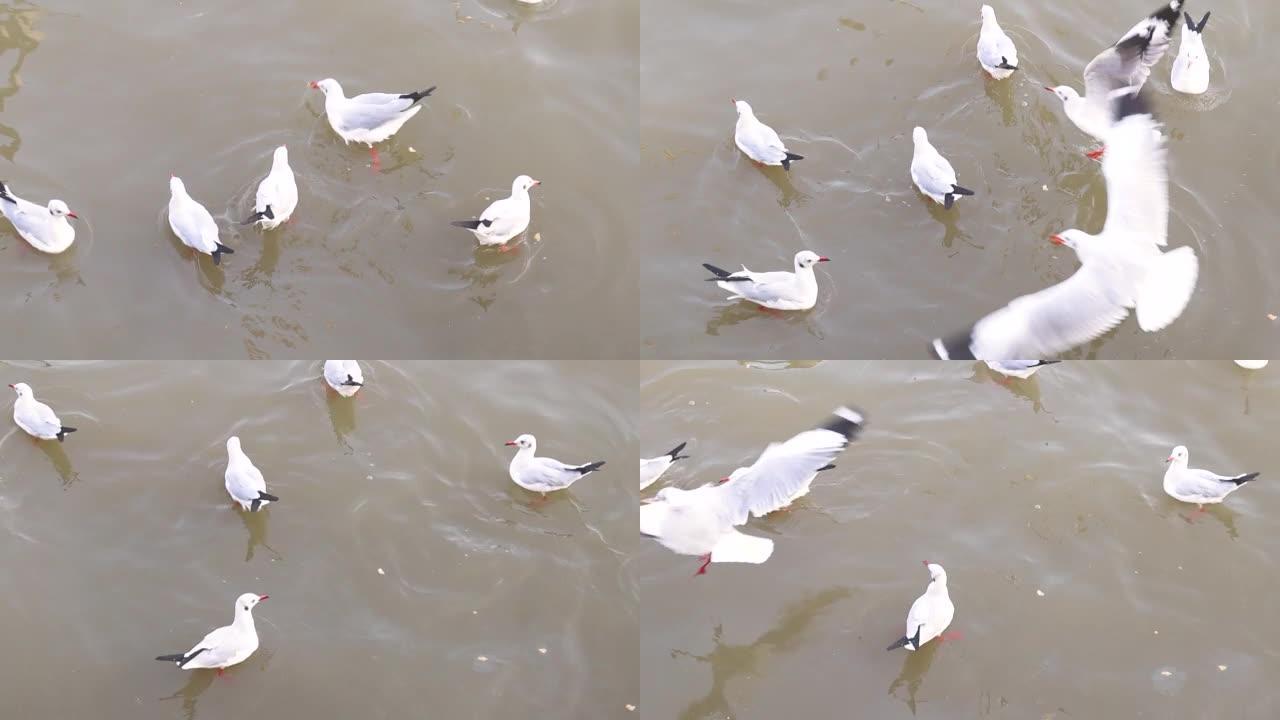 在海上寻找食物的海鸥群。夏日观鸟。