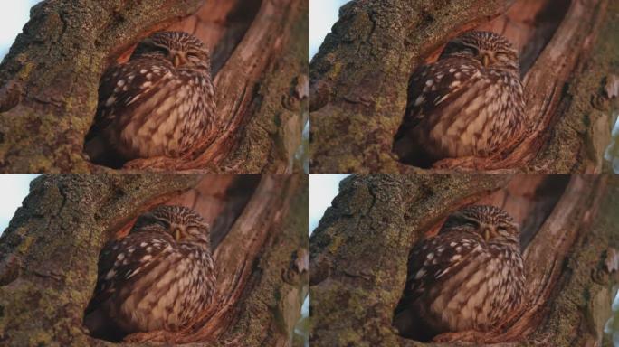 日落时睡觉的小猫头鹰的细节照片