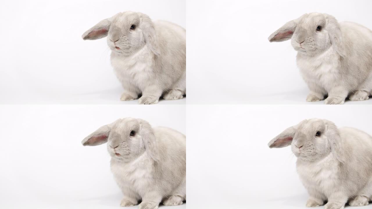 兔子在相机上吃东西。白色背景上的灰色兔子。