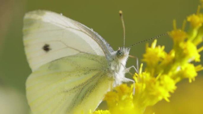 粉蝶，大白蝴蝶，也叫卷心菜蝴蝶。在整个欧洲，北非和亚洲，通常在农业地区，草地和公园里，大白色很常见。