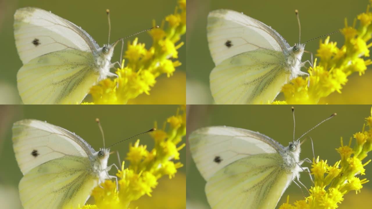 粉蝶，大白蝴蝶，也叫卷心菜蝴蝶。在整个欧洲，北非和亚洲，通常在农业地区，草地和公园里，大白色很常见。