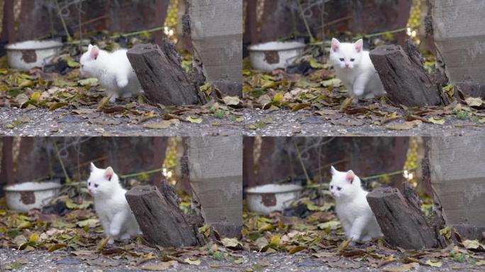 一只野生无家可归的小白小猫恐惧地环顾四周，害怕迈出一步