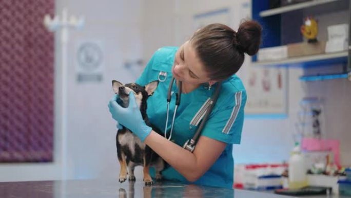 女兽医正在兽医诊所对小黑狗，玩具梗进行检查