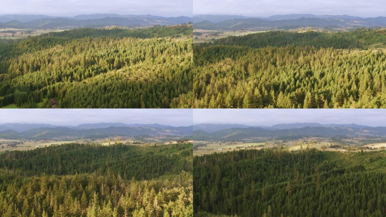 晴天美国俄勒冈州的空中森林