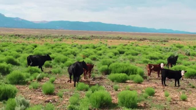 干旱平原地区在郁郁葱葱的绿色植物上放牧的自由放养牛群的无人机空中飞行视图。加利福尼亚的农业