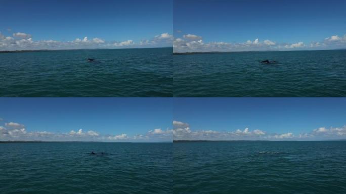 两只鲸鱼在多米尼加共和国加勒比海的水中露出驼峰。