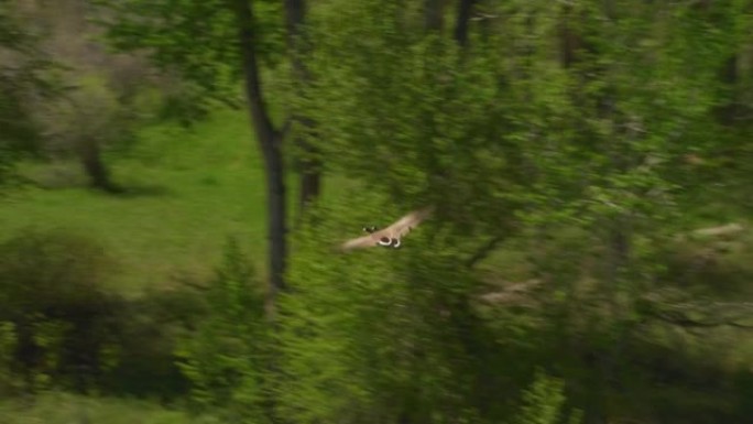 戏剧性的飞越树木之间的水面加拿大鹅在加拉廷河上飞过，蜿蜒穿过杨木衬砌的海岸