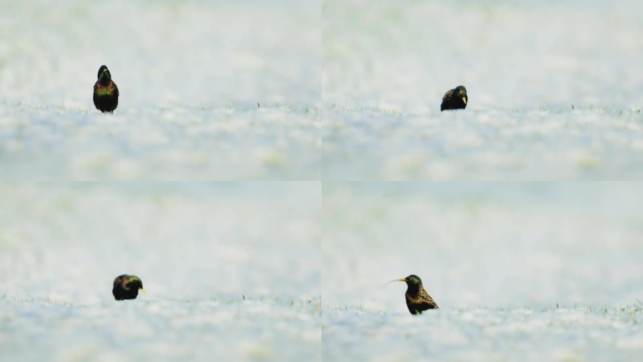 雪中两只小鸟的细节照片