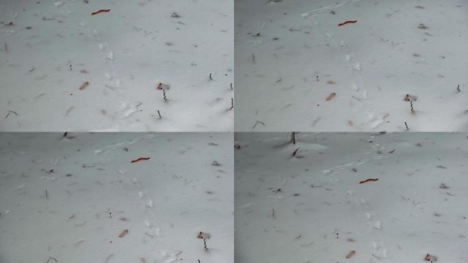 野兽的痕迹，雪中的痕迹。冬天新鲜的白雪上小动物的足迹。一切都被雪覆盖了。狐狸的痕迹。刺猬在森林中的沙