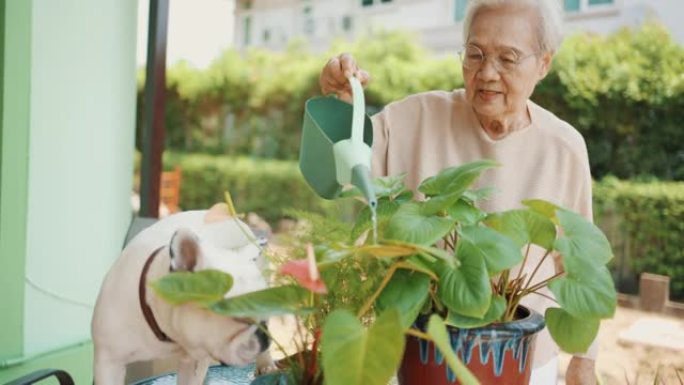 在家浇灌户外植物的高级女性