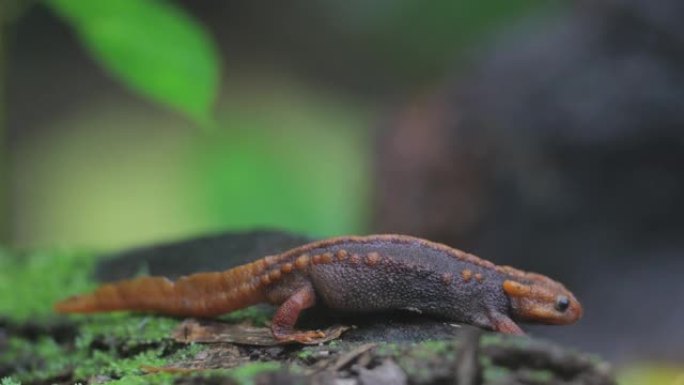 动物:成年喜马拉雅蝾螈(Tylototriton verrucosus)，又名鳄鱼蝾螈、鳄鱼蝾螈、喜