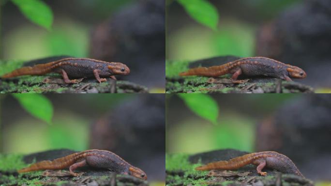 动物:成年喜马拉雅蝾螈(Tylototriton verrucosus)，又名鳄鱼蝾螈、鳄鱼蝾螈、喜