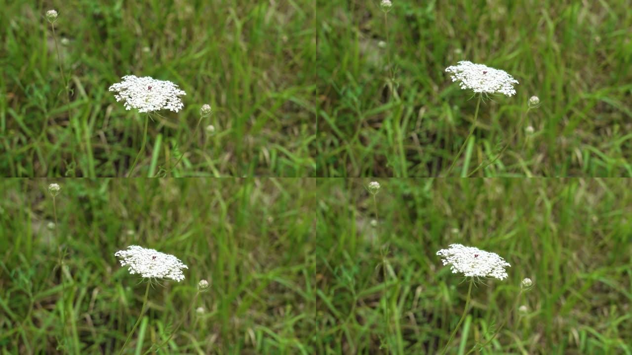 绿草丛生的白色花。一年生草本植物