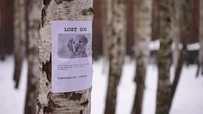 现场摄像机在桦树干周围平移，并发布了丢失的狗公告。户外冬季公园没有人。