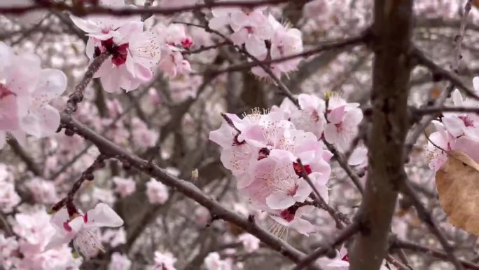 深巷明朝卖杏花