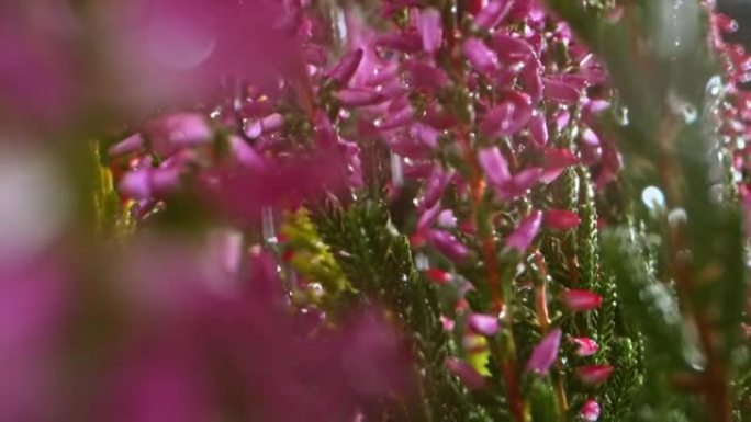 SLO MO TU在花园里浇灌盛开的植物