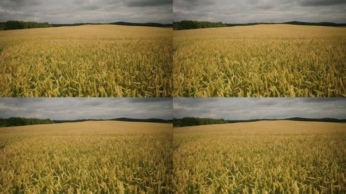 黑暗戏剧性天空背景下的麦田。小麦小穗与谷物摇动风。夏季谷物丰收。农业企业环保小麦。全球粮食危机。