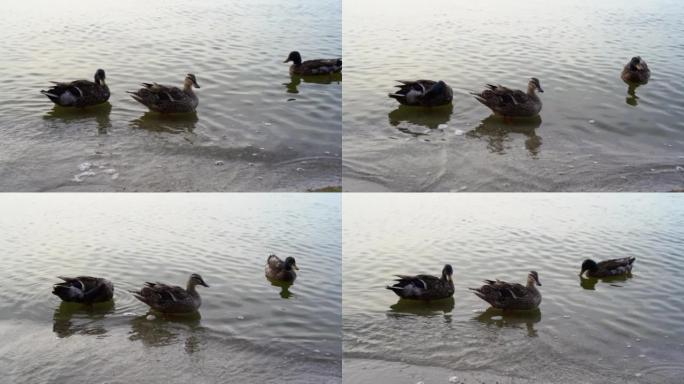 野生动物概念中的鸟类和动物。惊人的野生德雷克鸭在湖水或河水中游泳。
