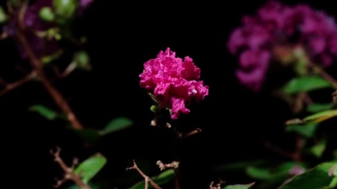 粉红色紫薇的延时镜头从花蕾到盛开，这是一大束粉红色的花朵悬挂在树上，4k视频，特写b卷工作室拍摄。