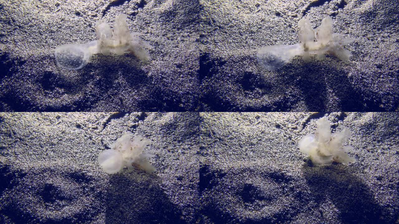 海底上神奇的裸鳃蛞蝓。