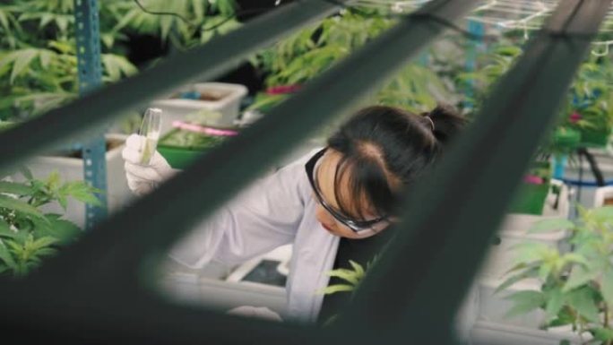 两名在商业有机苗圃工作的科学家检查植物的生长。