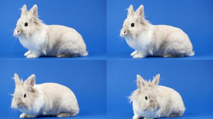 装饰家兔坐在蓝色背景上。可爱的小兔子环顾四周。健康动物和宠物概念。复活节