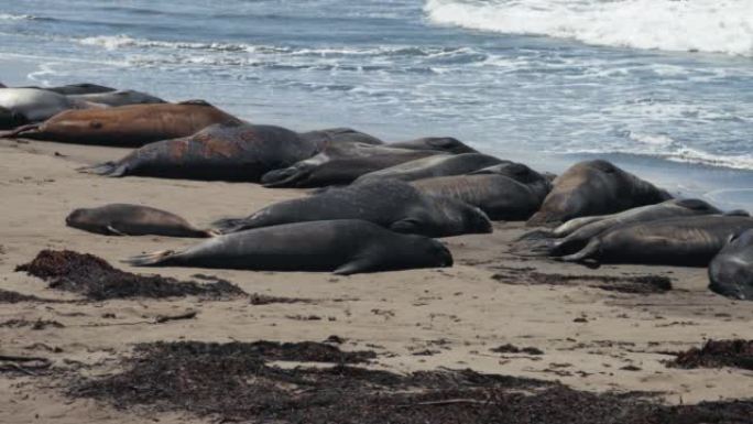 加利福尼亚的暑假: 太平洋沿岸和大苏尔的象海豹