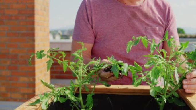 SLO MO TU Man在阳光明媚的屋顶花园中照顾番茄植物