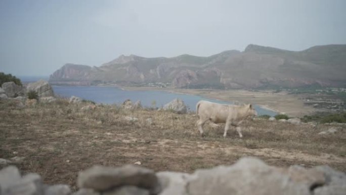 母牛在海洋附近的悬崖边行走的静态镜头