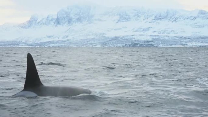 逆戟鲸和座头鲸以鲱鱼为食
